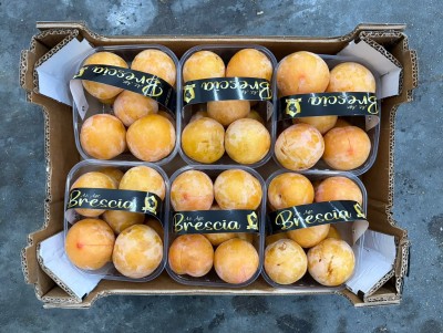 Foto Prugne Bianche Varietà Tc Sun Calibro 50+ Origine Italia Marchio Brescia 3