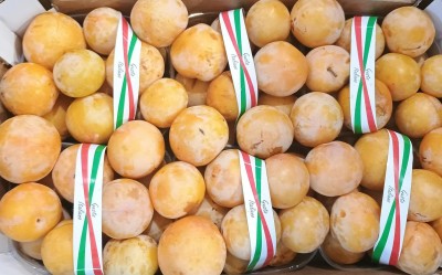 Foto Prugne Bianche Varietà T.c Sun Calibro 45/55 Origine Italia Marchio Brescia      2