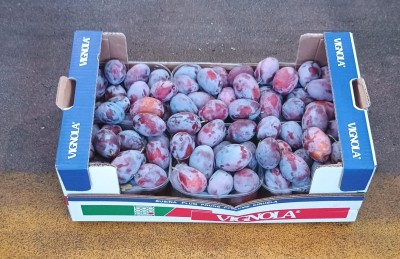 Foto Prugne Felix Calibro  45 + Origine Italia Marchio Vignola 1