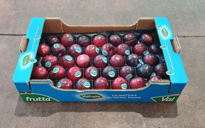 Foto Prugne Varietà Angeleno Calibro 50/55 Origine Italia Marchio Valfrutta 1