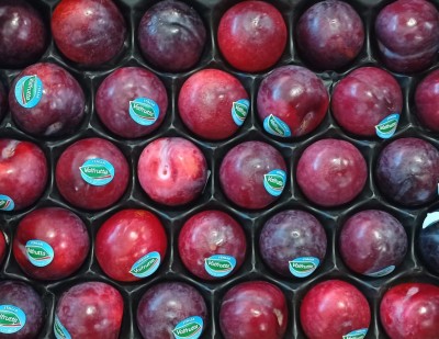 Foto Prugne Varietà Angeleno Calibro 50/55 Origine Italia Marchio Valfrutta 2