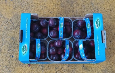 Foto Prugne Nere Varietà Black Splendor Calibro  50+ Origine Italia Marchio Valfrutta 3