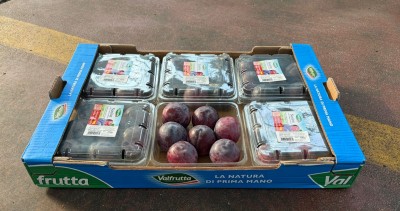 Foto Prugne Nere Angeleno Confezionate Calibro 60/65  Origine Italia Marchio Valfrutta 1