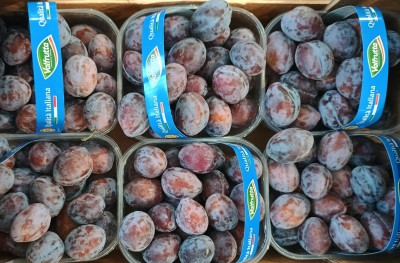 Foto Prugne Varietà Stanley Calibro 30+ Origine Italia Marchio Valfrutta 2