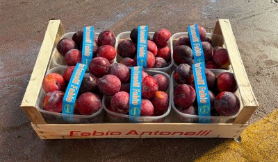 Foto Prugne Nere Angeleno Calibro 50+ Origine Italia Marchio Anronelli   1