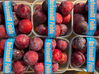 Foto Prugne Nere Angeleno Calibro 50+ Origine Italia Marchio Anronelli   2