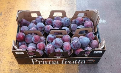 Foto Prugne Nere Varietà Black Splendor Origine Italia Marchio Primafrutta 1