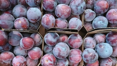 Foto Prugne Nere Varietà Black Splendor Origine Italia Marchio Primafrutta 2