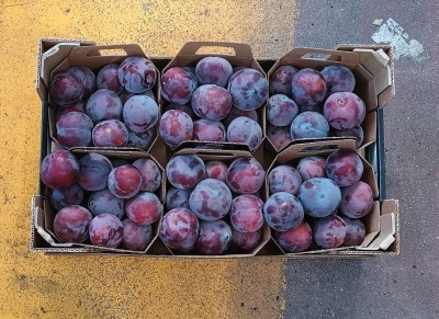 Foto Prugne Nere Varietà Black Splendor Origine Italia Marchio Primafrutta 3