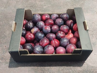 Foto Prugne Varietà Angeleno Calibro 50+ Origine Italia Marchio Alegra 1