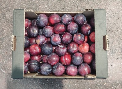 Foto Prugne Varietà Angeleno Calibro 50+ Origine Italia Marchio Alegra 3