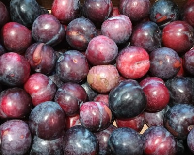 Foto Prugne Nere Varietà Angeleno Calibro 40+ Origine Italia Marchio Cartone Nero  2