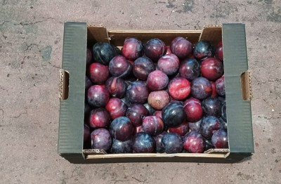 Foto Prugne Nere Varietà Angeleno Calibro 40+ Origine Italia Marchio Cartone Nero  3