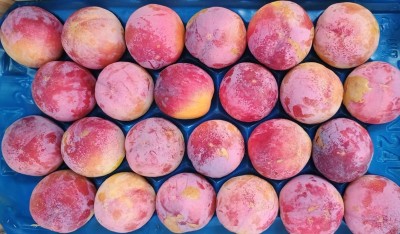 Foto Prugne Rosse Varietà Fortuna Calibro 24 Origine Italia Marchio Maglione  2