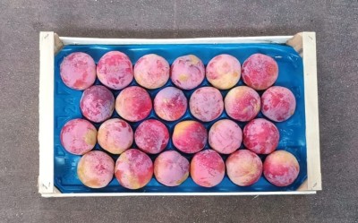 Foto Prugne Rosse Varietà Fortuna Calibro 24 Origine Italia Marchio Maglione  3
