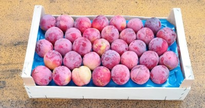 Foto Prugne Rosse Varietà Fortuna Lavorazione In Doppio Strato Marchio Maglione 1