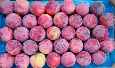 Foto Prugne Rosse Varietà Fortuna Lavorazione In Doppio Strato Marchio Maglione 2