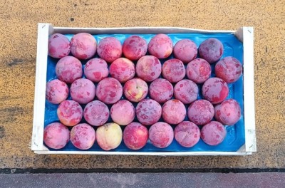 Foto Prugne Rosse Varietà Fortuna Lavorazione In Doppio Strato Marchio Maglione 3
