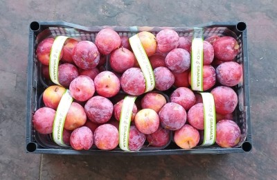 Foto Prugne Rosse Rinfusa  Varietà Fortuna  Origine Italia Marchio Granata Marco 3