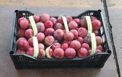 Foto Prugne Rosse Varietà Angeleno Origine Italia Marchio Granata Marco  1