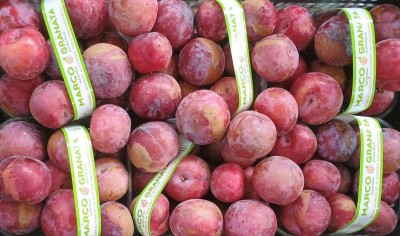 Foto Prugne Rosse Varietà Angeleno Origine Italia Marchio Granata Marco  2