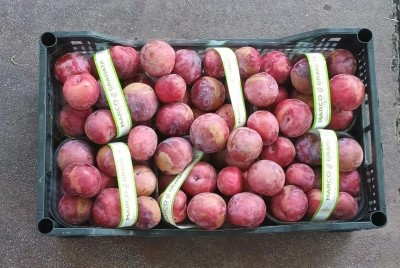 Foto Prugne Rosse Varietà Angeleno Origine Italia Marchio Granata Marco  3