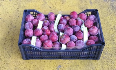 Foto Prugne Rosse Varietà Rublcrunch Origine Italia Marchio Granato Marco  1