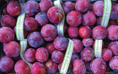 Foto Prugne Rosse Varietà Rublcrunch Origine Italia Marchio Granato Marco  2
