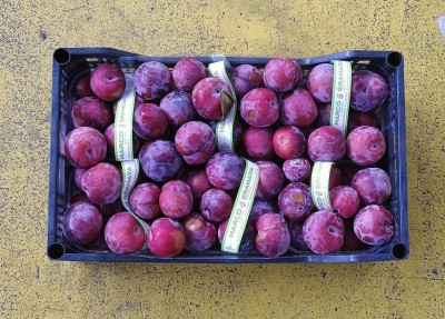 Foto Prugne Rosse Varietà Rublcrunch Origine Italia Marchio Granato Marco  3