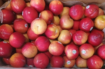 Foto Prugne Rosse Calibro 48 Origine Cile Marchio Spreafico 2