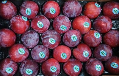 Foto Prugne Rosse Calibro 65/70 Origine Italia Marchio Valfrutta       2