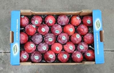 Foto Prugne Rosse Calibro 65/70 Origine Italia Marchio Valfrutta       3
