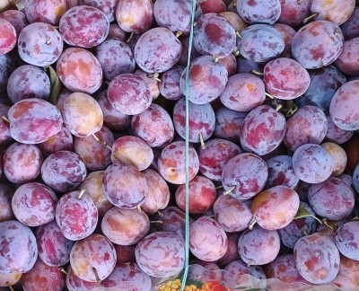Foto Prugne Fiocco Origine Italia Marchio Frascogna 2