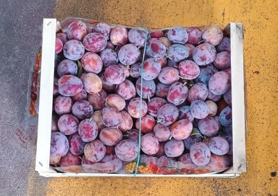 Foto Prugne Fiocco Origine Italia Marchio Frascogna 3