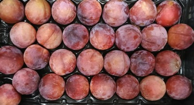 Foto Prugne Rosse Calibro 26 Origine Italia Marchio Pirozzi           2