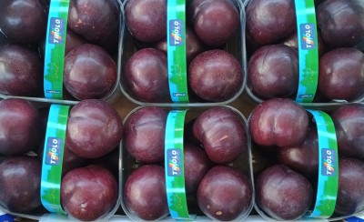 Foto Prugne Rosse Varietà Larry Ann Calibro 65+ Origine Chile Marchio Genuinita  2