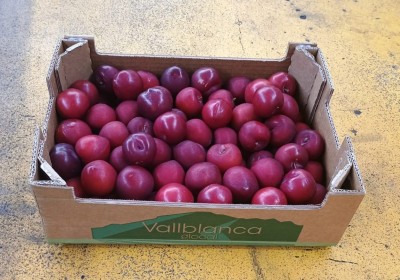 Foto Prugne Rosse Varietà Red Beauty Calibro 45+ Origine Spagna Marchio Vallblanca     1