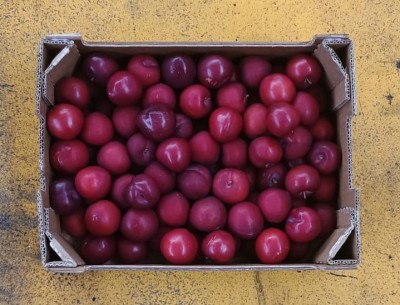 Foto Prugne Rosse Varietà Red Beauty Calibro 45+ Origine Spagna Marchio Vallblanca     3