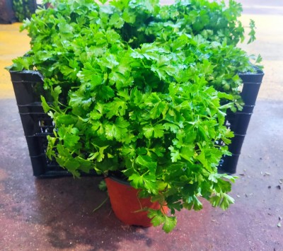 Foto Cassa da 6 Piante di Prezzemolo  Ordinabili anche Singolarmente Origine Italia   1