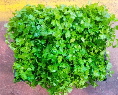 Foto Cassa da 6 Piante di Prezzemolo  Ordinabili anche Singolarmente Origine Italia   2
