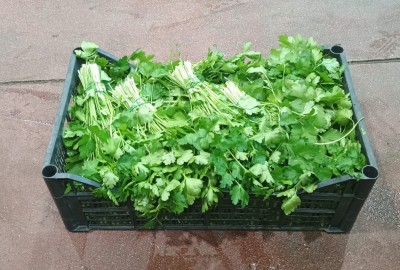 Foto Prezzemolo Origine Italia Marchio Raffaele  1