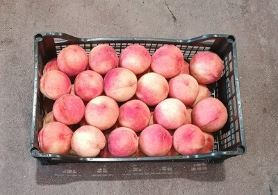 Foto Pesche Bianche Varietà Marua Bianca Origine Grecia Marchio Greek Premium 3