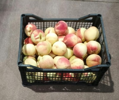 Foto Pesche Bianche Varietà Maria Guerra Origine Grecia Marchio Greek Fruit  1