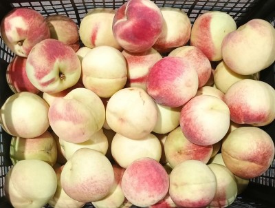 Foto Pesche Bianche Varietà Maria Guerra Origine Grecia Marchio Greek Fruit  2