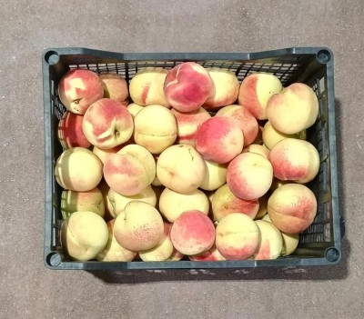 Foto Pesche Bianche Varietà Maria Guerra Origine Grecia Marchio Greek Fruit  3