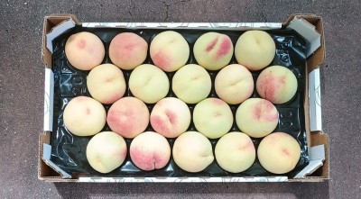 Foto Pesche Bianche Varietà Maria Bianca Calibro 20 Origine Italia Marchio Sant'Andrea  3