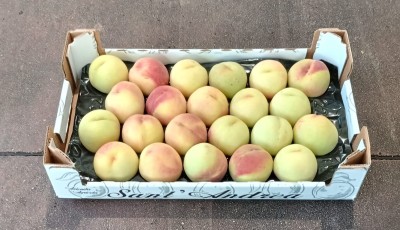 Foto Pesche Bianche Varietà Maria Bianca Calibro 22 Origine Italia Marchio Sant'Andrea  1