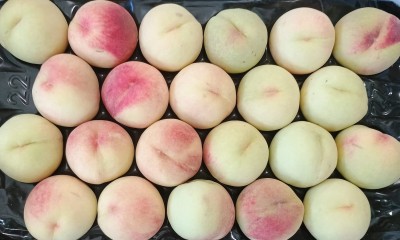 Foto Pesche Bianche Varietà Maria Bianca Calibro 22 Origine Italia Marchio Sant'Andrea  2