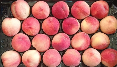 Foto Pesche Bianche Calibro A22 Origine Spagna Marchio Magalia  2