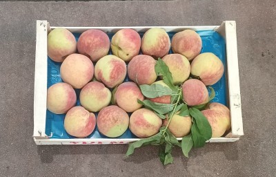 Foto Pesche Bianche Calibro 16/18 Origine Italia Marchio Maglione  3